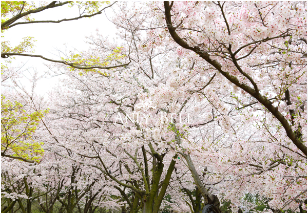 岡山後楽園桜
