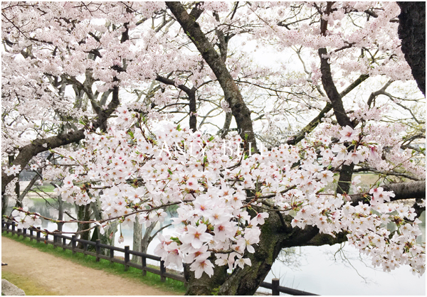 岡山後楽園桜